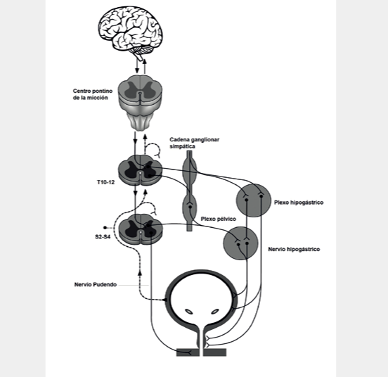 Fig. 1. Principales rutas de control neurológico del ciclo miccional.