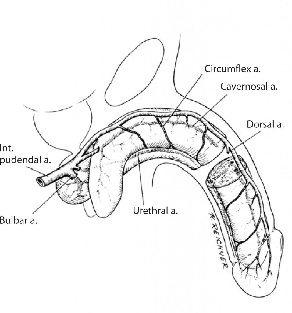 Fig. 2. Irrigación Arterial del Pene y la Uretra (Tomado de Horton et al, 1990)6